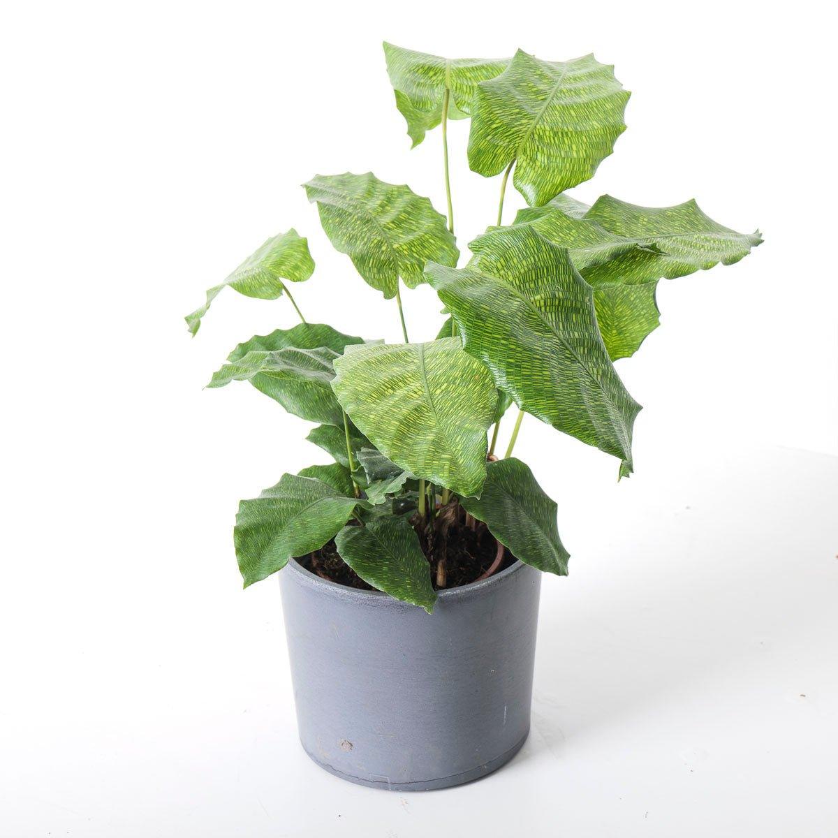 Calathea Musaica Network