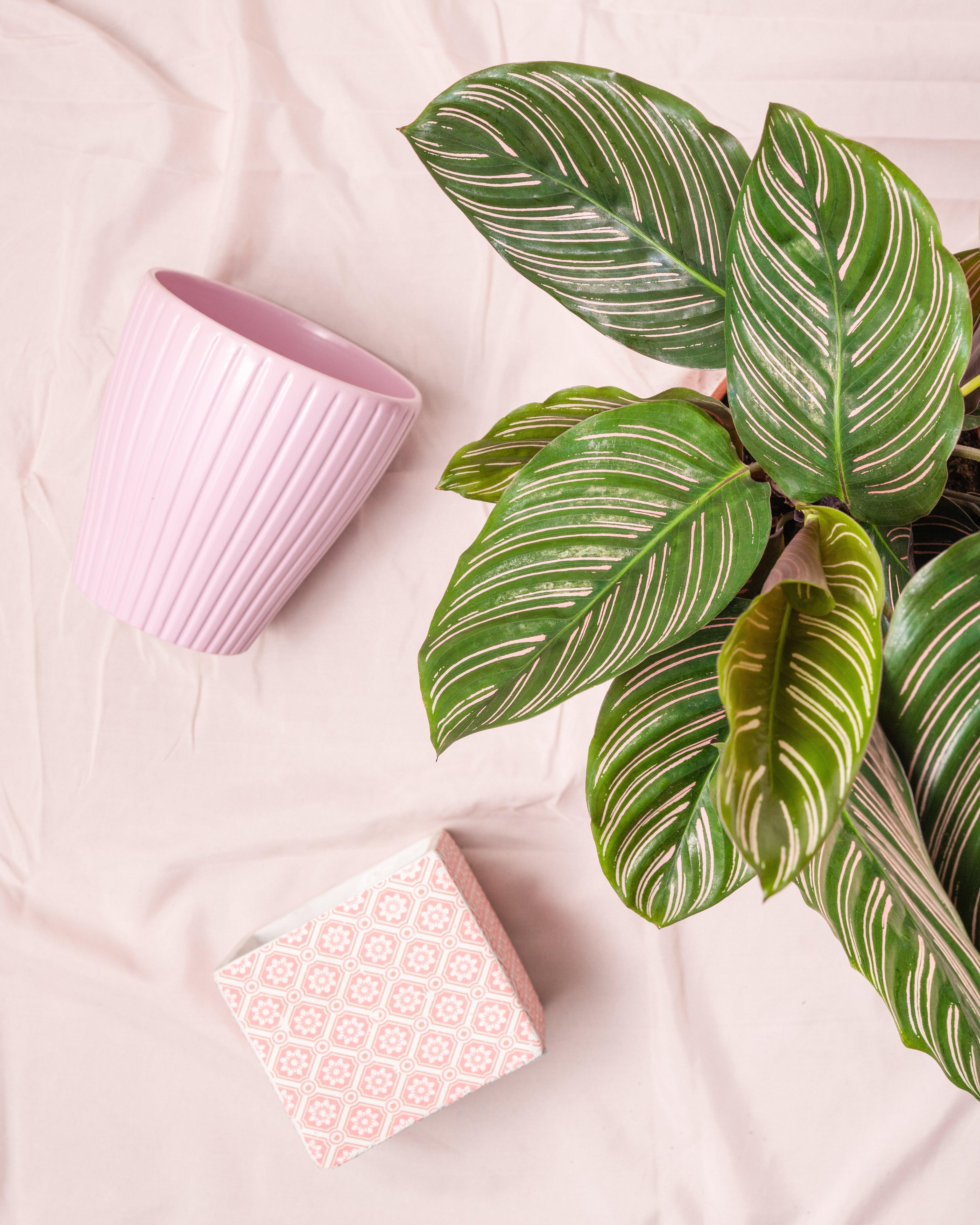 Calathea Ornata Pinstripe Plant