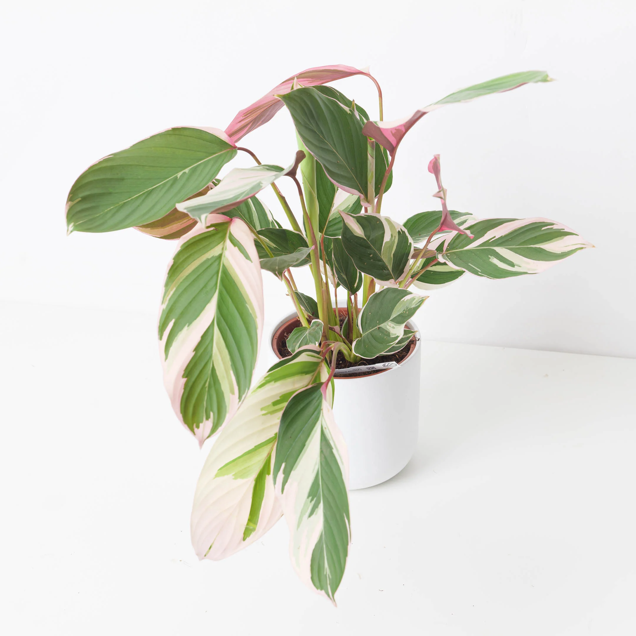 Calathea 'Princess Dalya' Variegated