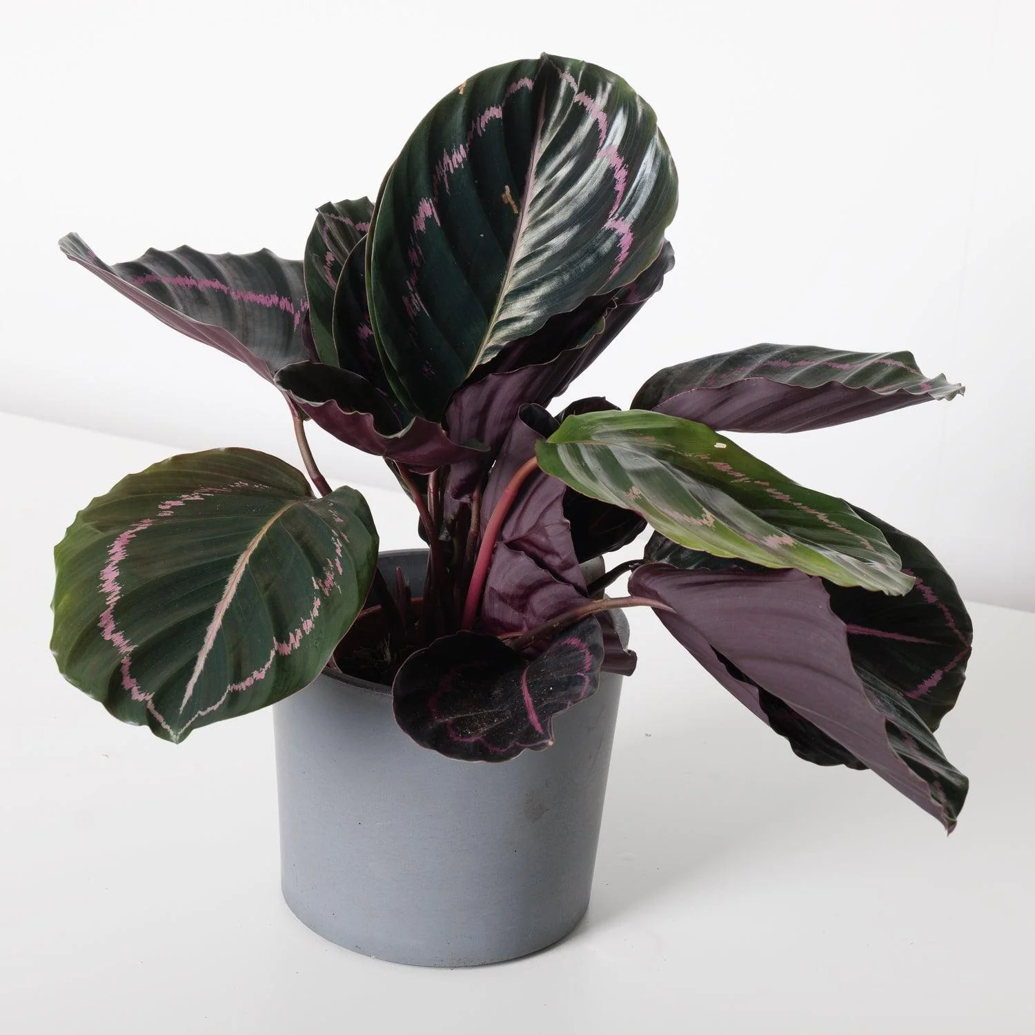 Calathea Roseopicta 'Dottie'
