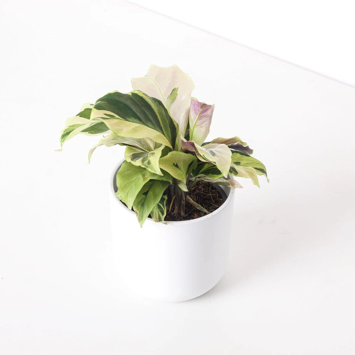 Calathea Yellow Fusion