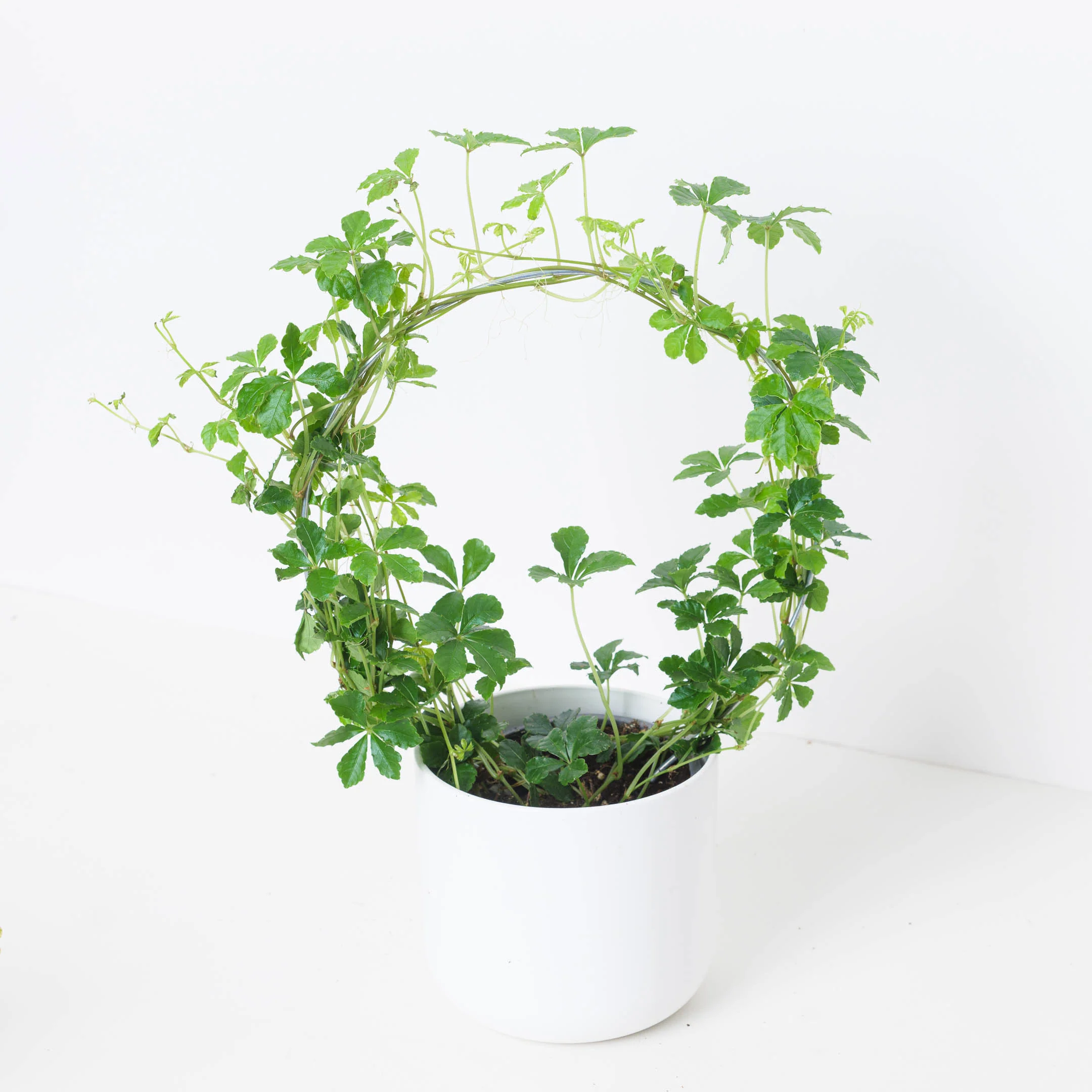 Cissus striata - Image 2