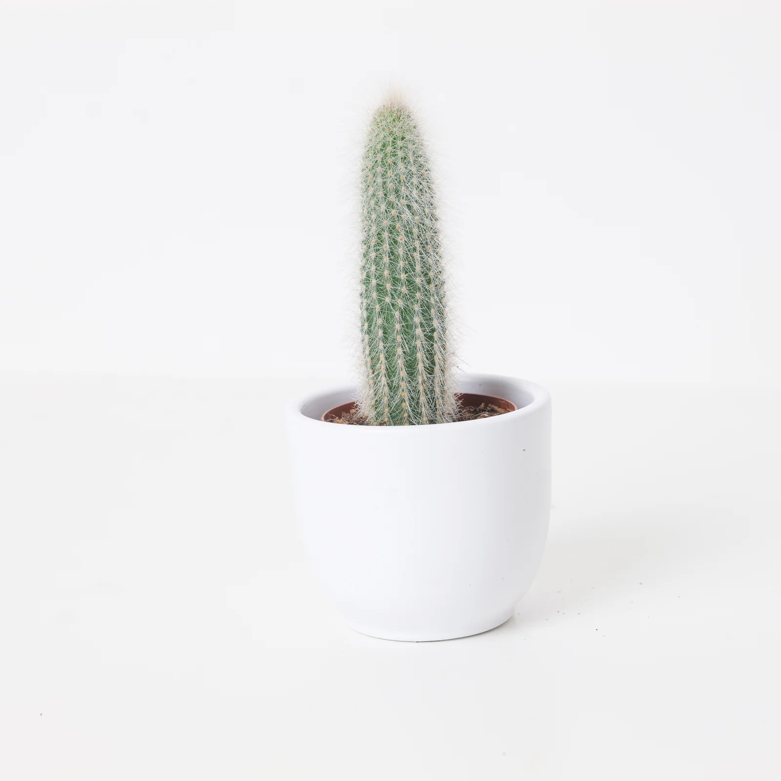 Cleistocactus strausii