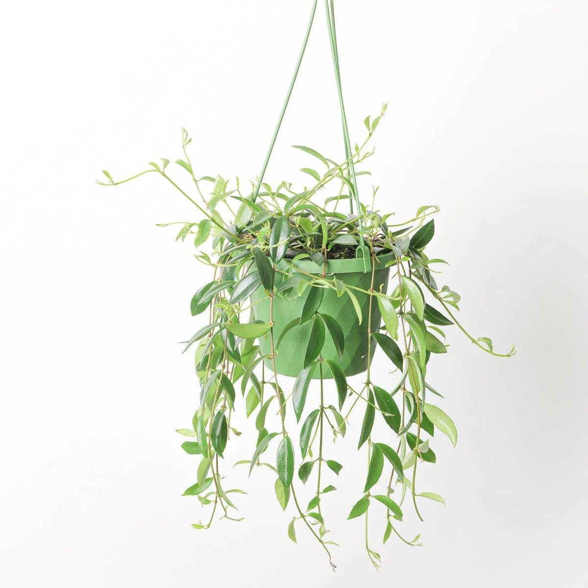 Codanthe Crassifolia