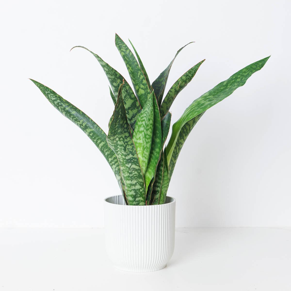 Sansevieria aubrytiana 'Dragon' | Snake Plant