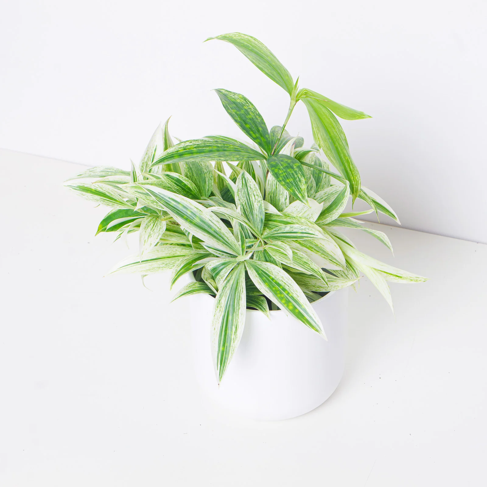 Dracaena Godseffiana 'Milky Silver'