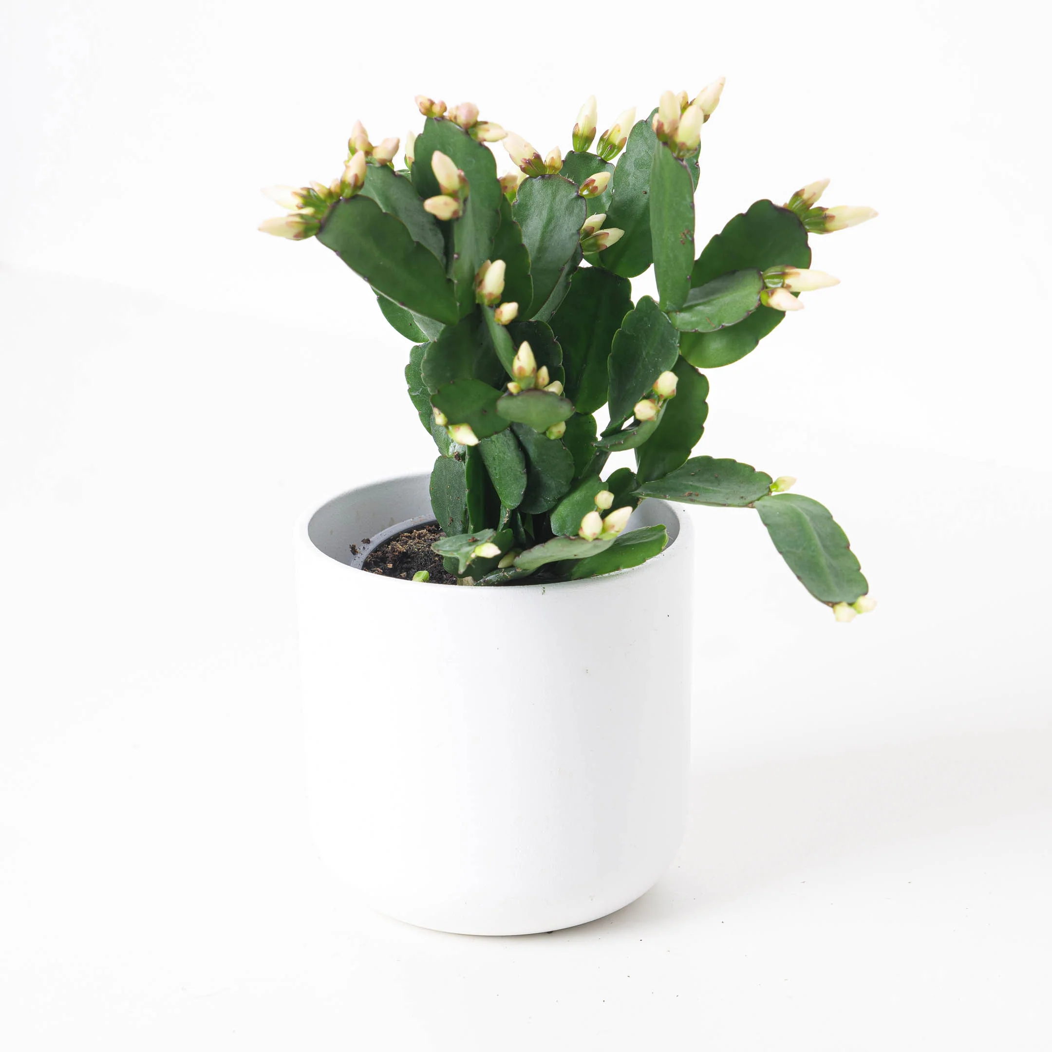 Easter Cactus |  Rhipsalidopsis gaertneri - Image 3