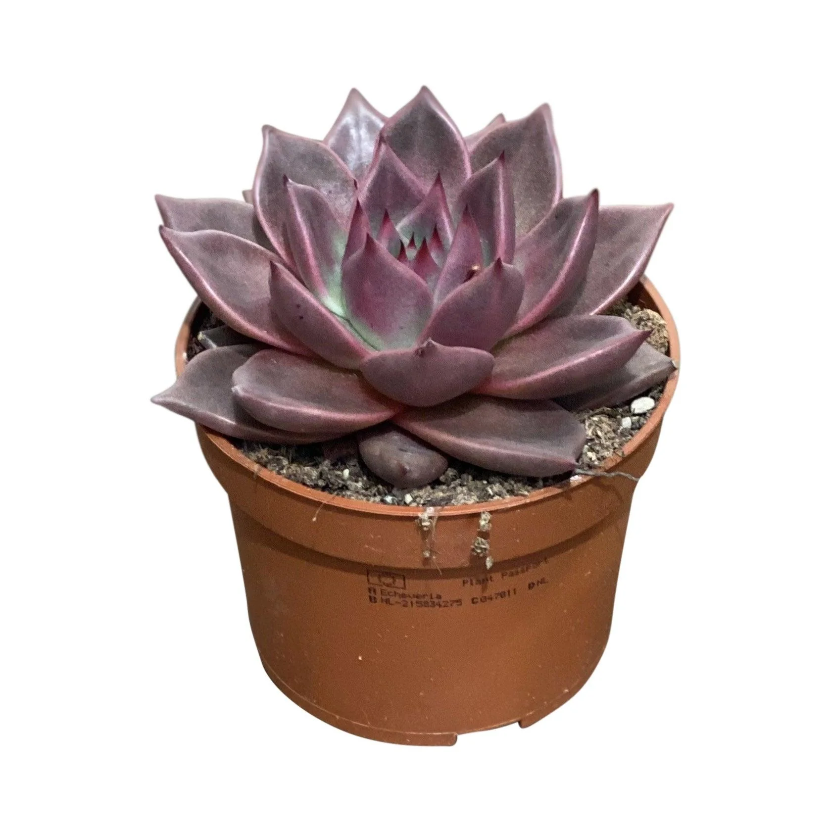 Echeveria | Easy Care House Plant - Image 2