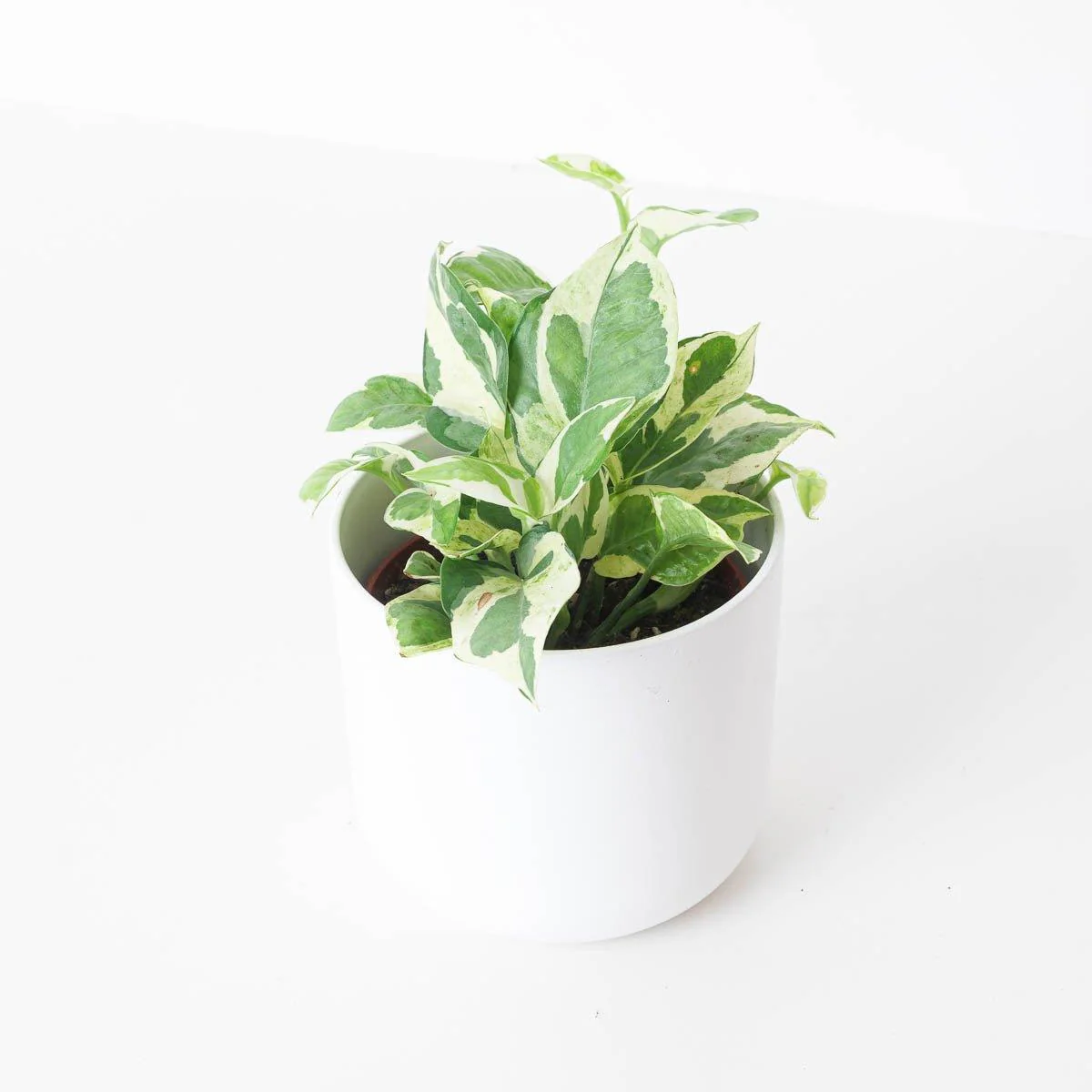 Epipremnum Glacier Pothos