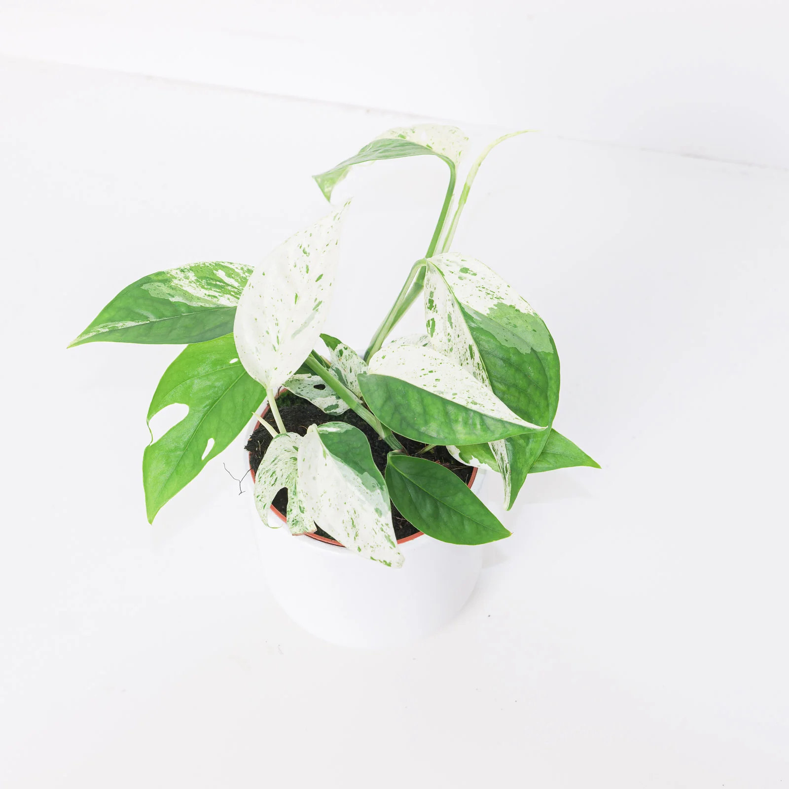 Epipremnum pinnatum 'Marble' - Image 3