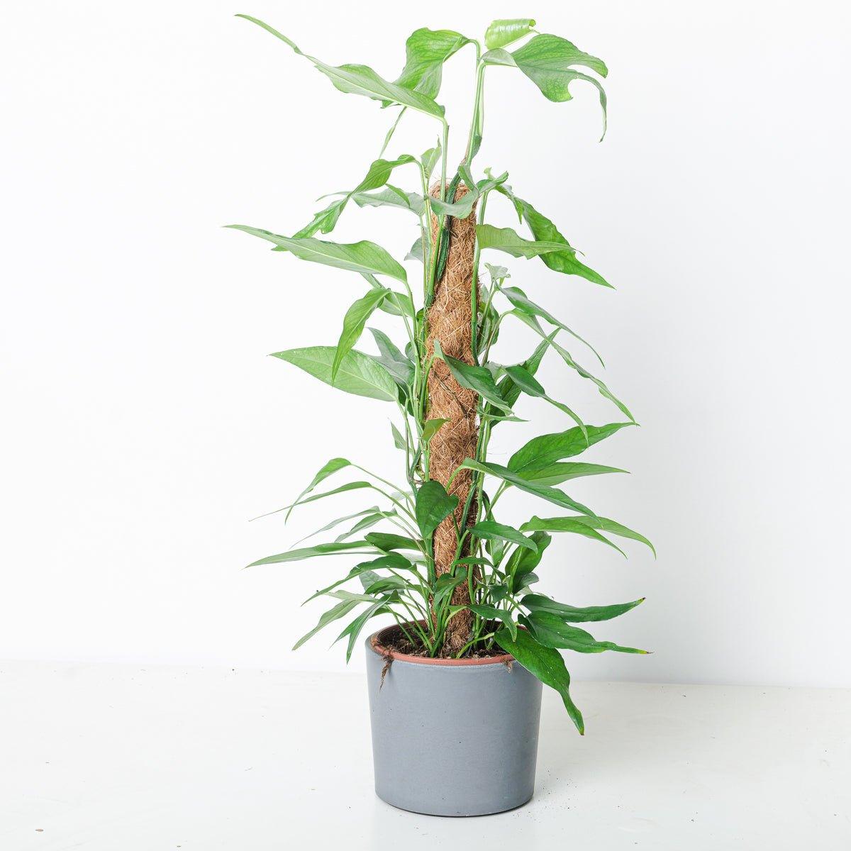 Epipremnum pinnatum 'Skeleton Key'