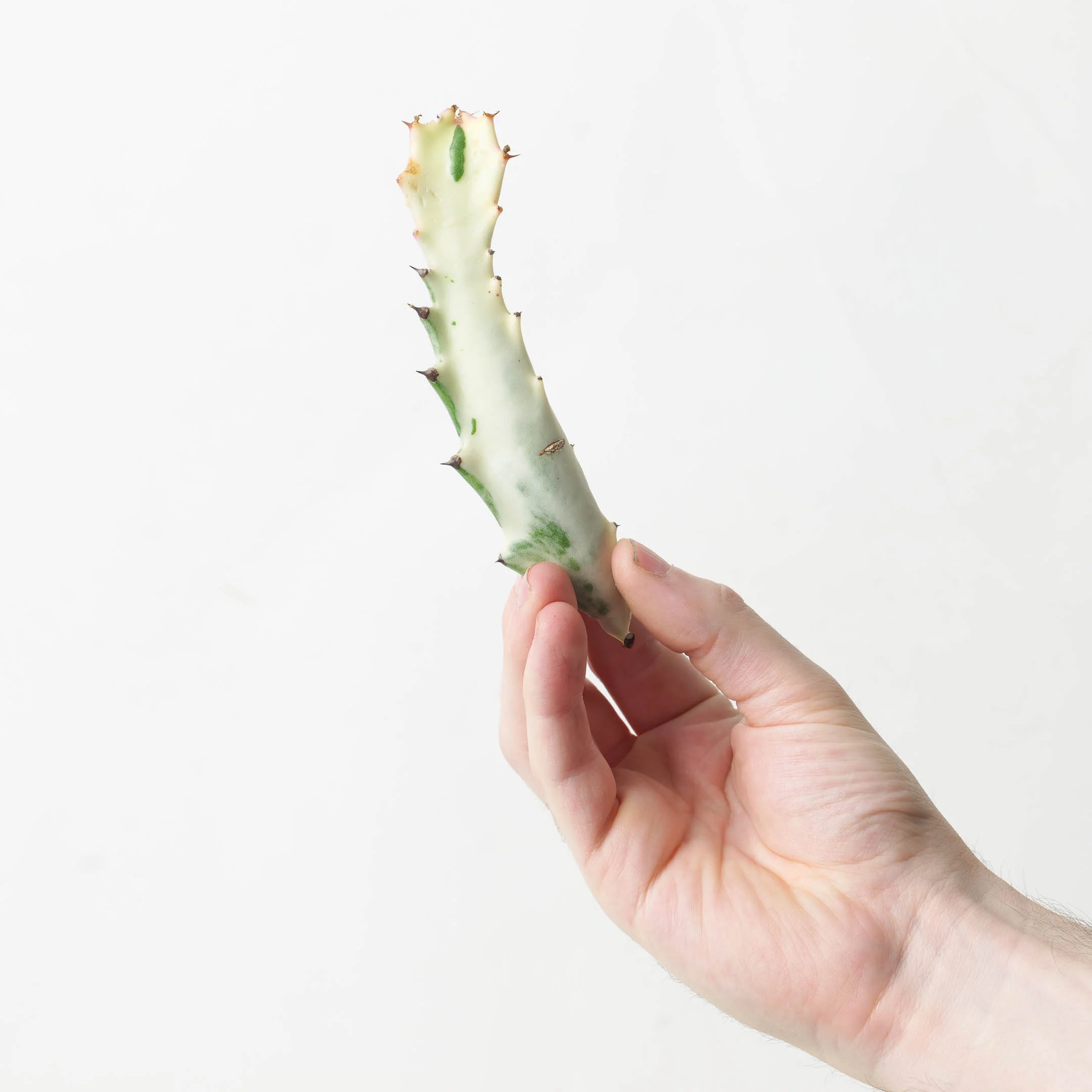 Euphorbia lactea Ghost - Image 4