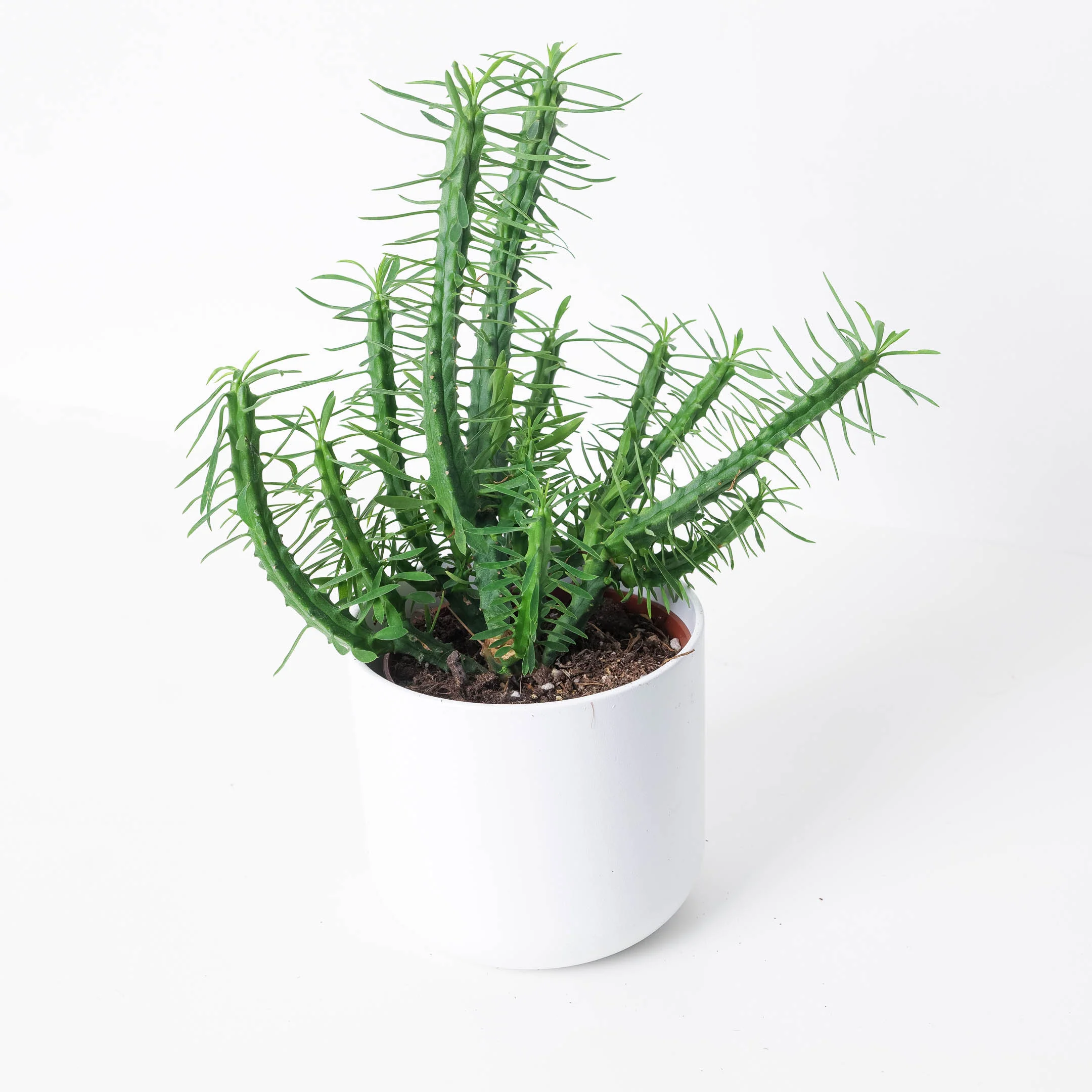 Euphorbia loricata |  African Palm Tree