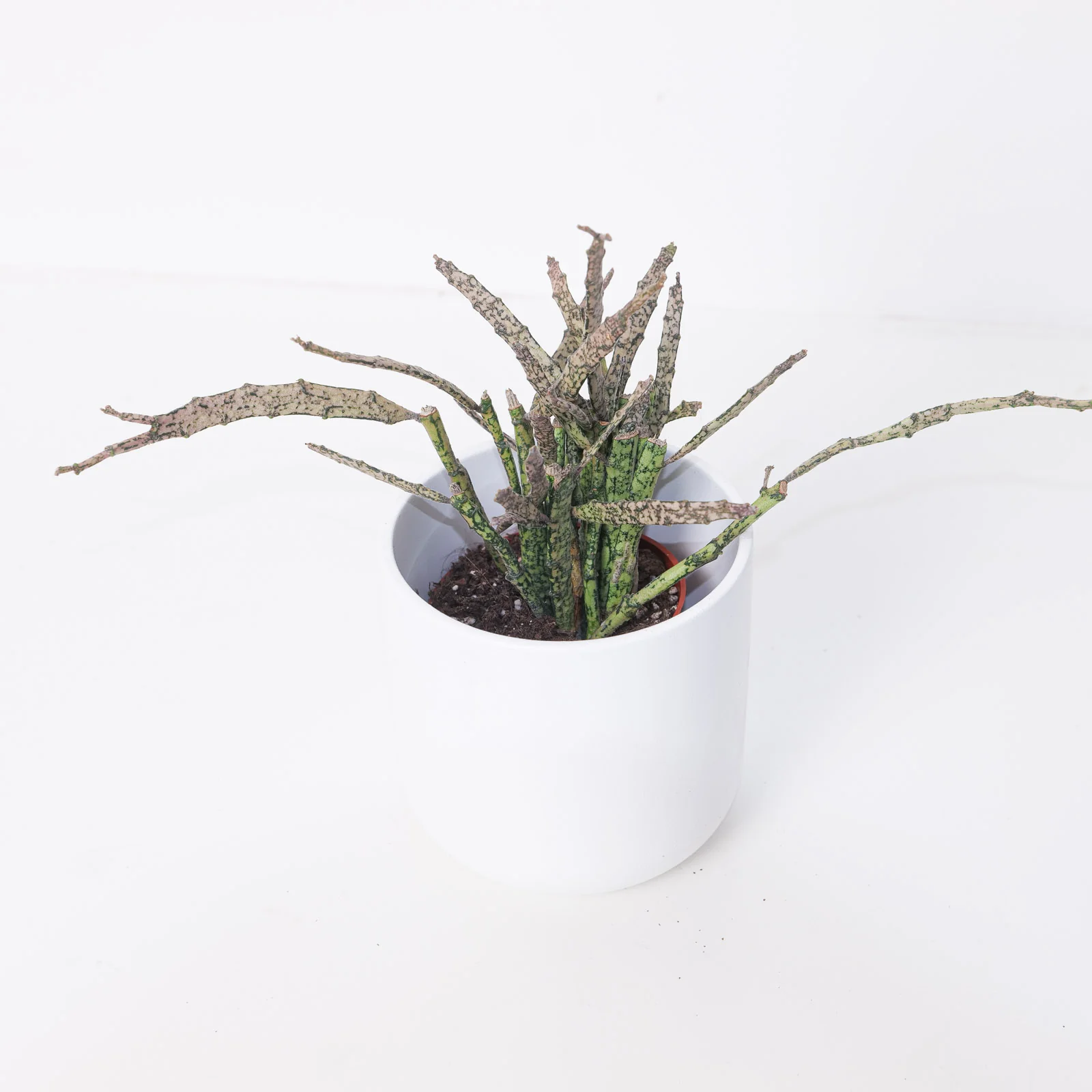 Euphorbia Platyclada - Image 3