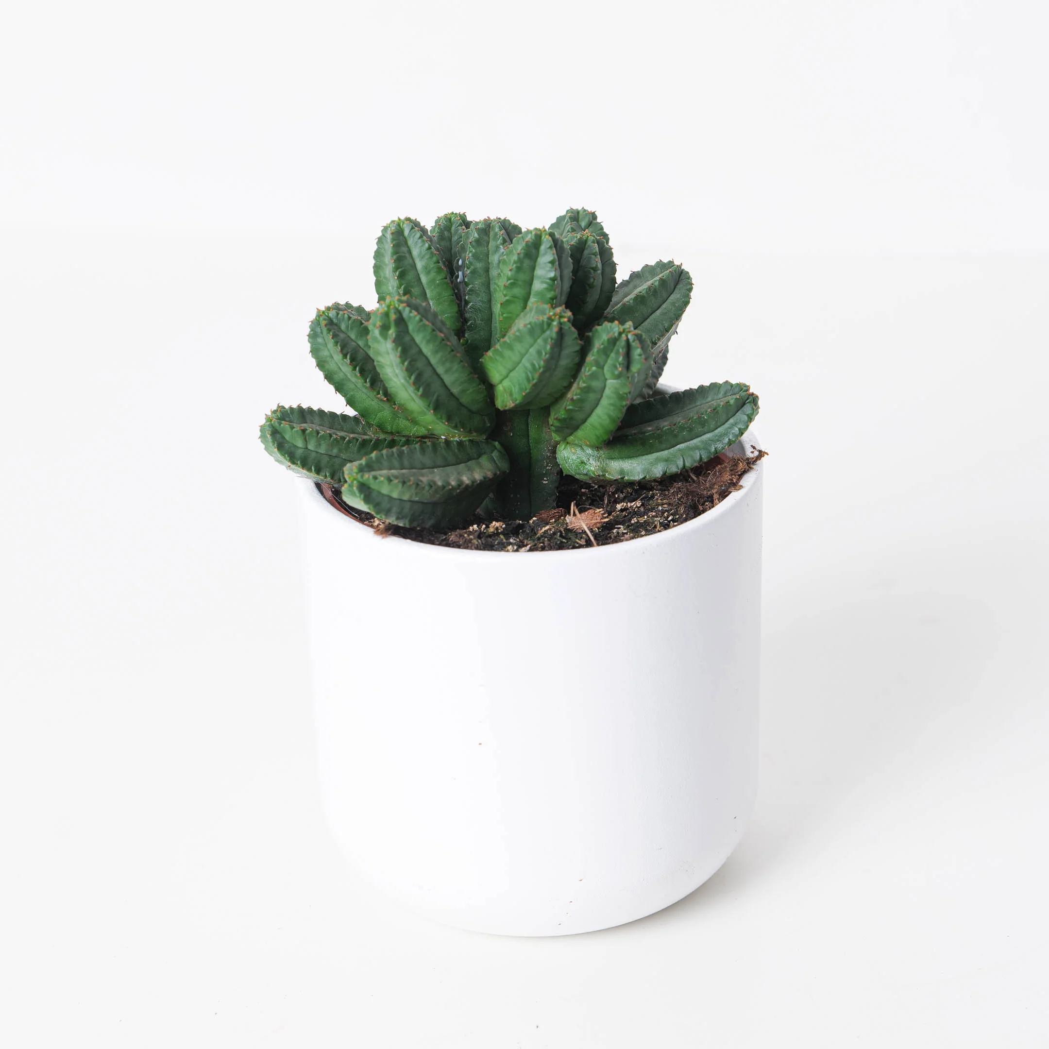 Euphorbia tubiglans