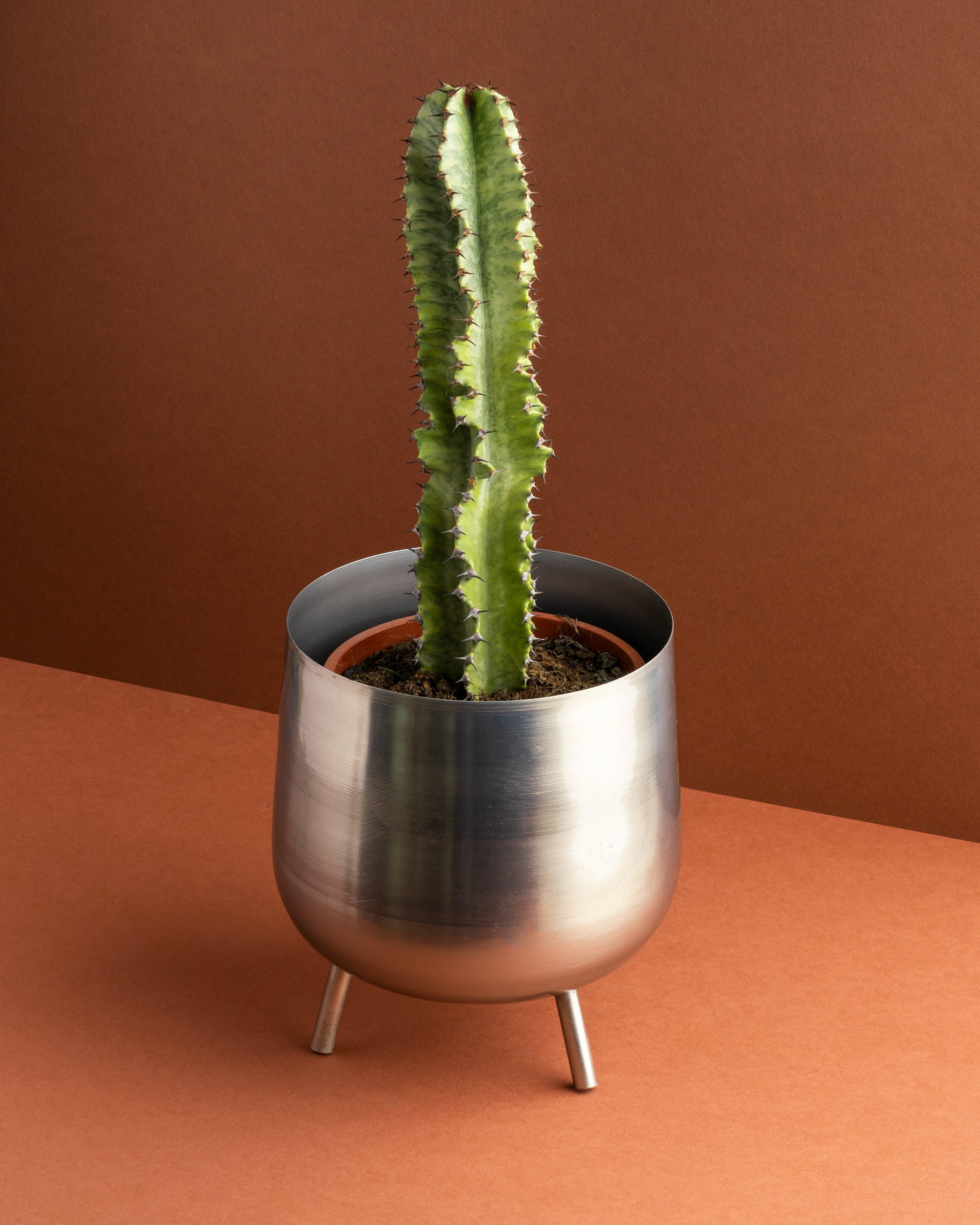 Euphorbia Variegated | 17cm Pot | Height: 50cm | Easy Care House Plant