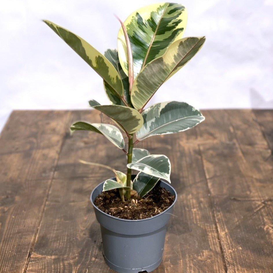 Ficus Elastica Tineke | Rubber Plant - Image 2