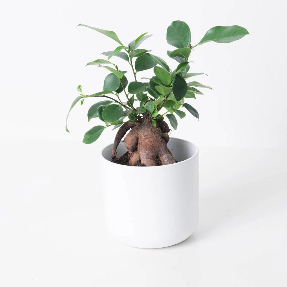 Ficus Ginseng Bonsai | Ficus Retusa - Image 2