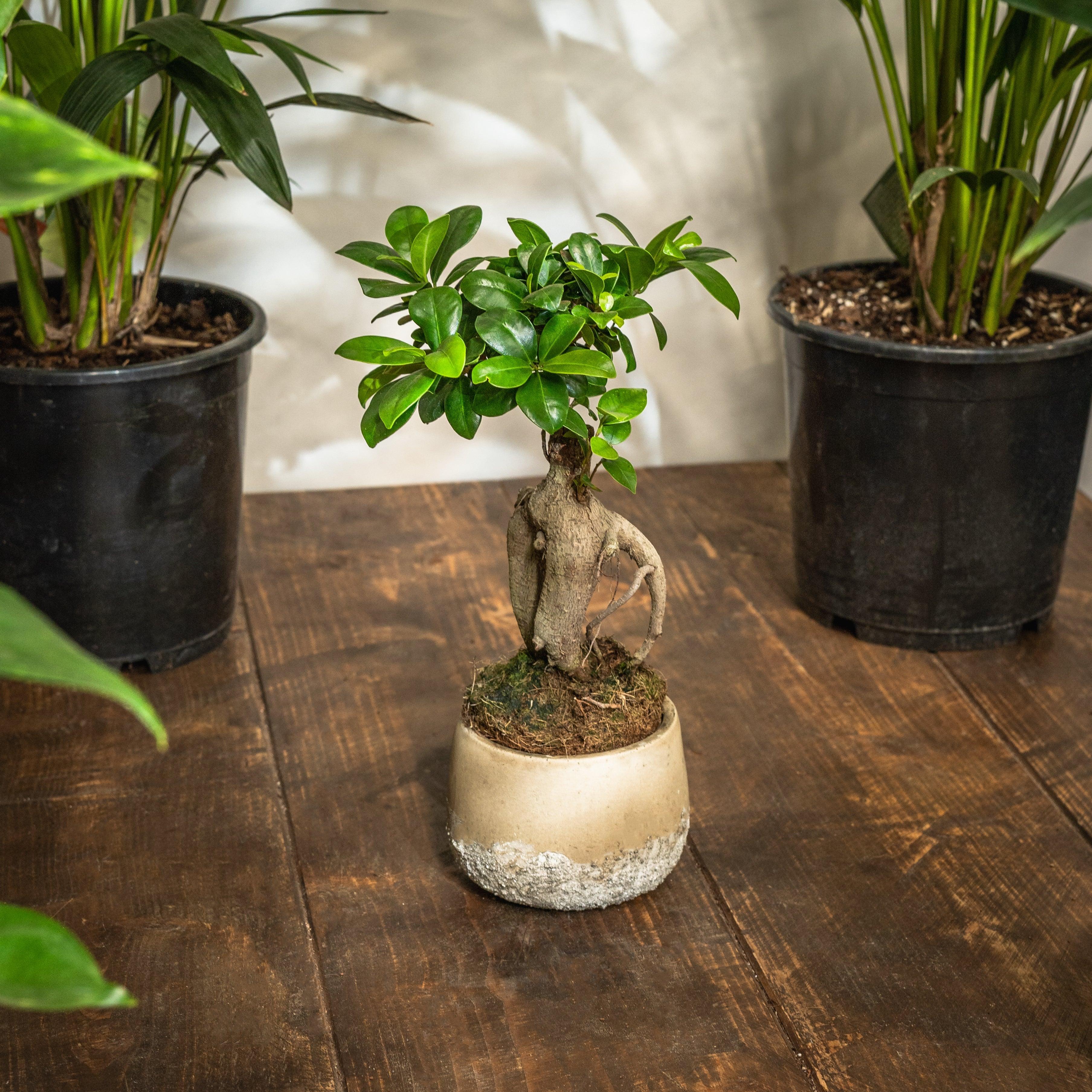 Ficus Ginseng Bonsai | Ficus Retusa - Image 4