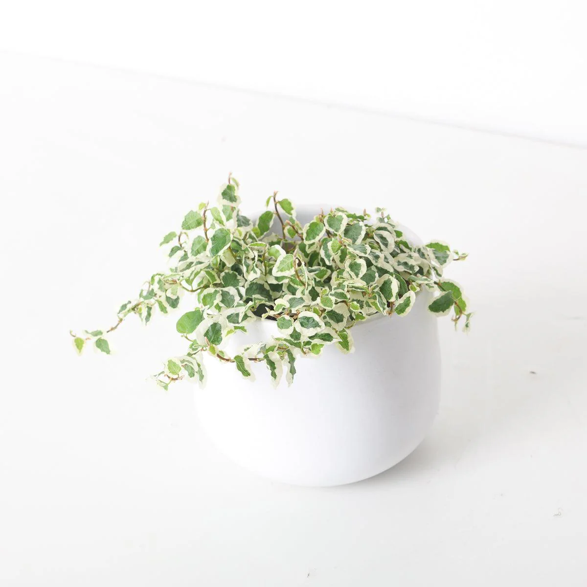 Ficus Pumila 'Sunny' | House Plant