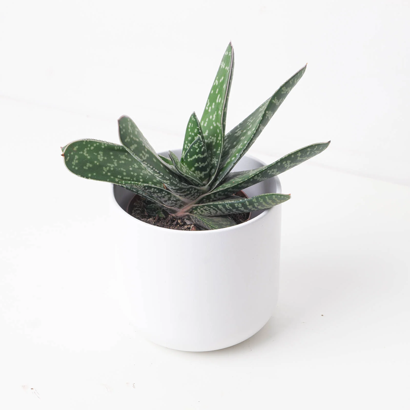 Gasteria brachyphylla 'Amour'