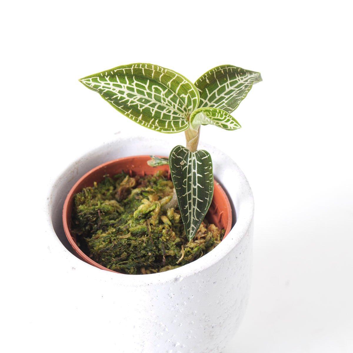 Goodyera Hispida