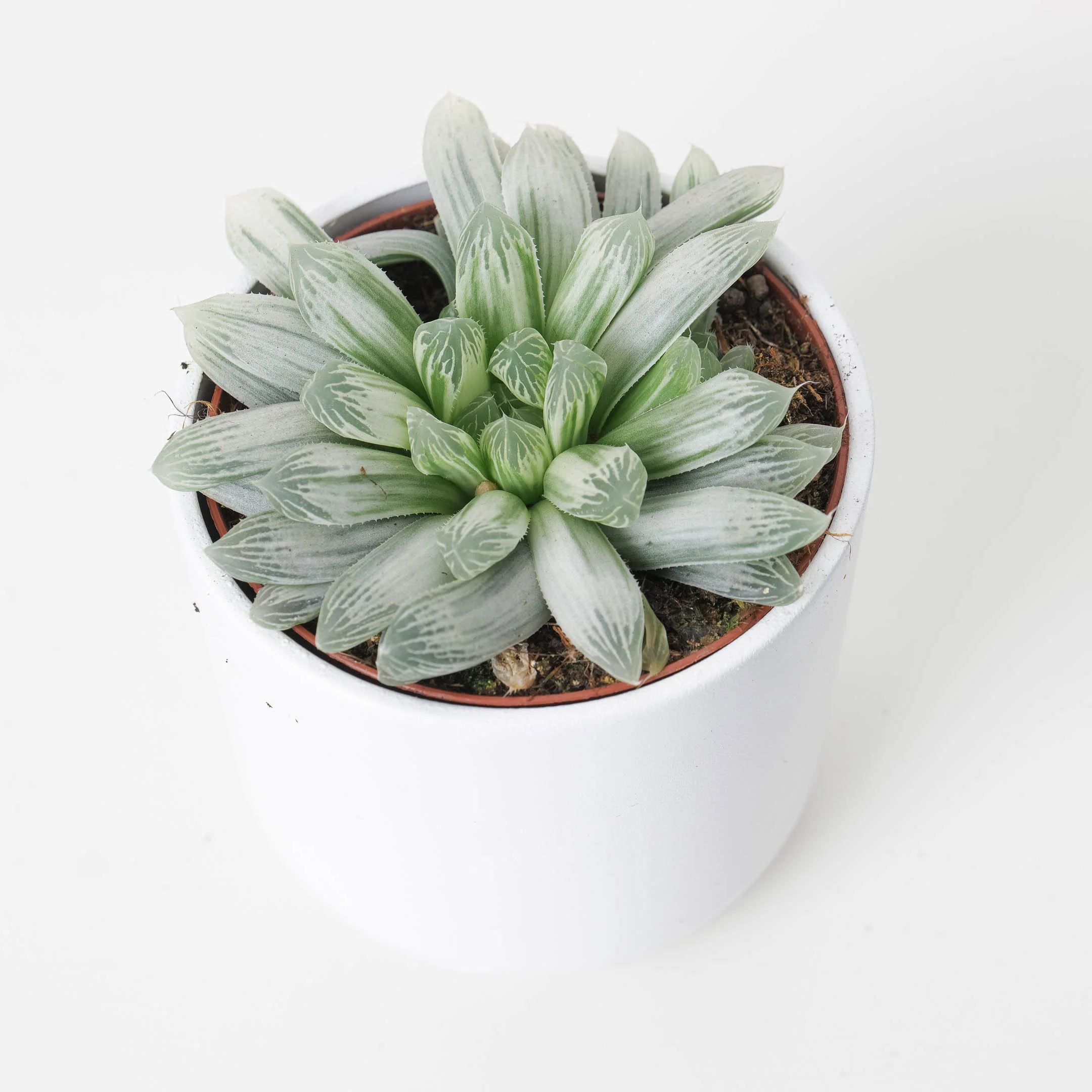 Haworthia cymbiformis variegata