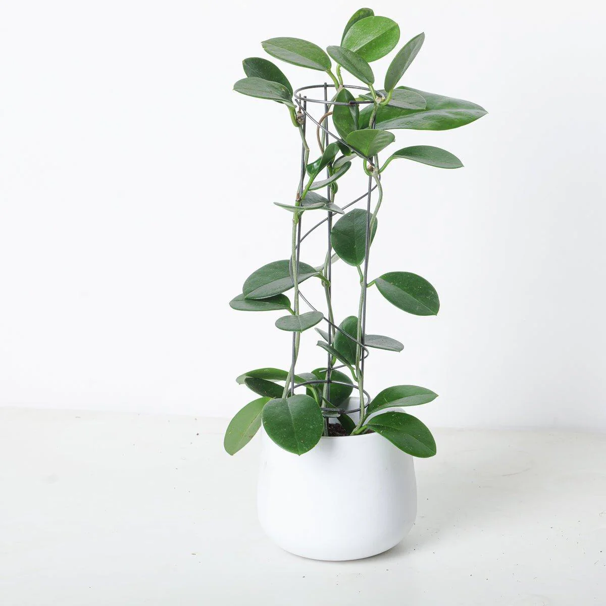 Hoya Australis - Image 2