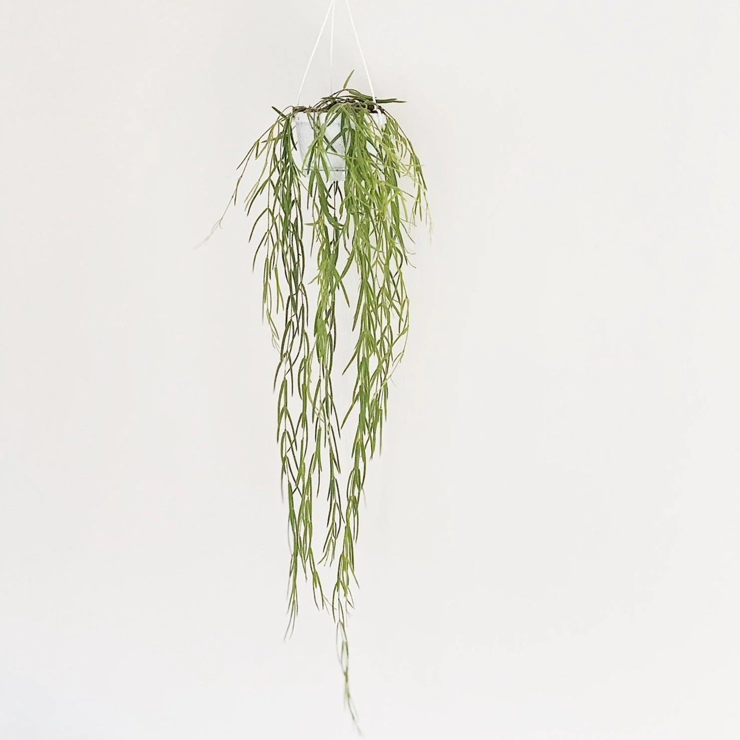 Hoya Linearis | Hanging Pot