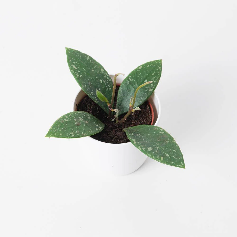 Hoya Rundumensis 'Splash'