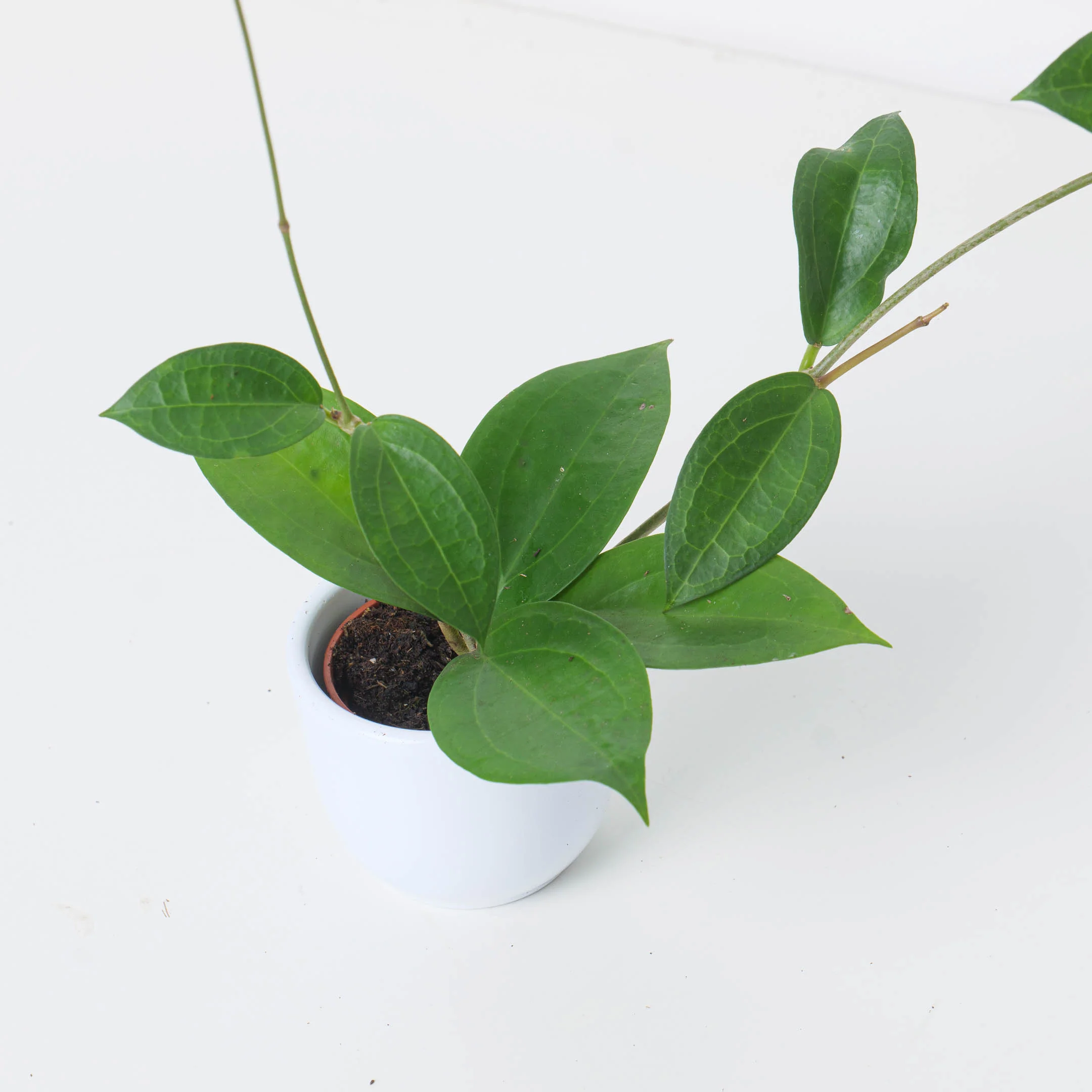 Hoya sp ternate
