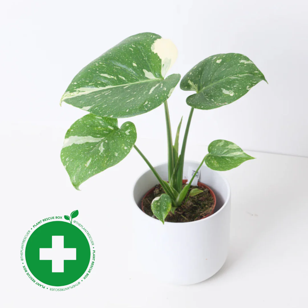 Monstera Deliciosa Thai Constellation - Image 10