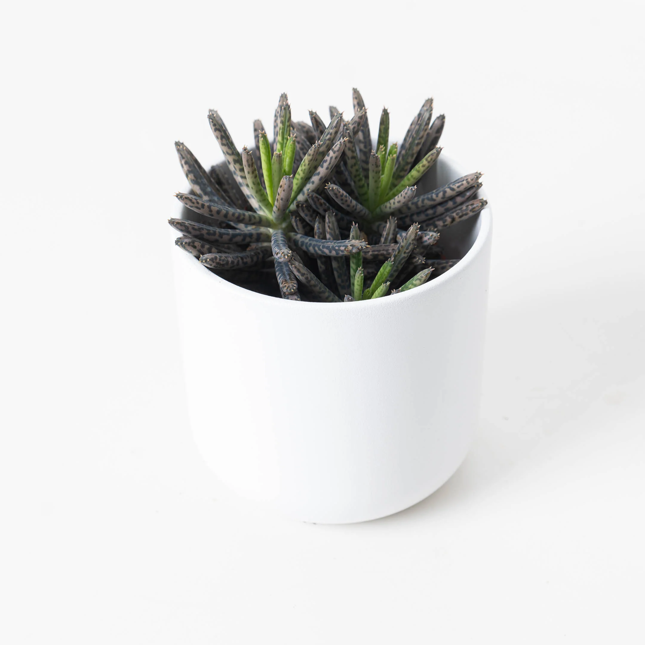 Kalanchoe tubiflora | Mother of Millions - Image 2