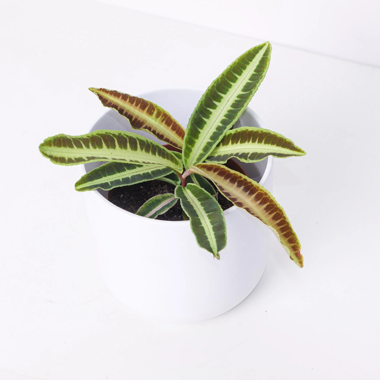Labisia sp Jabi