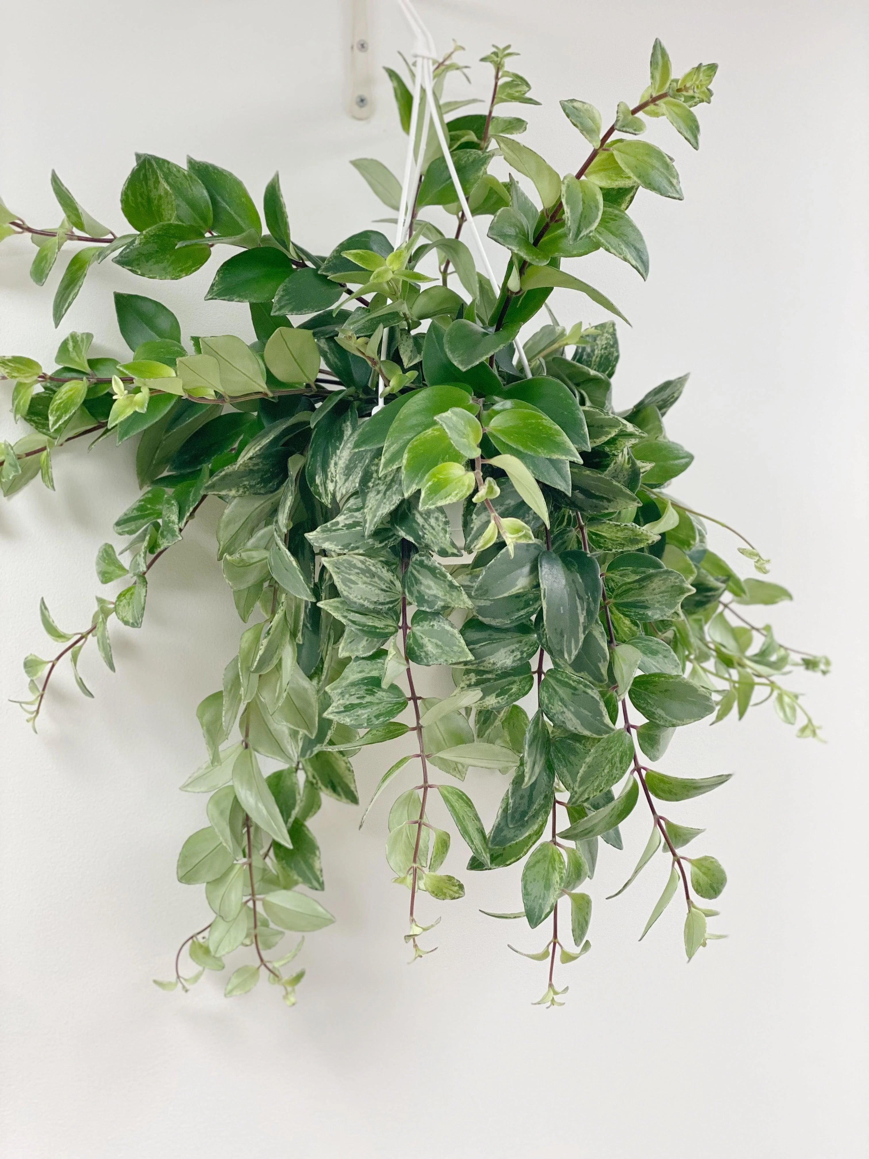 Lipstick Plant | Aeschynanthus Radicans Variegated | House Plant