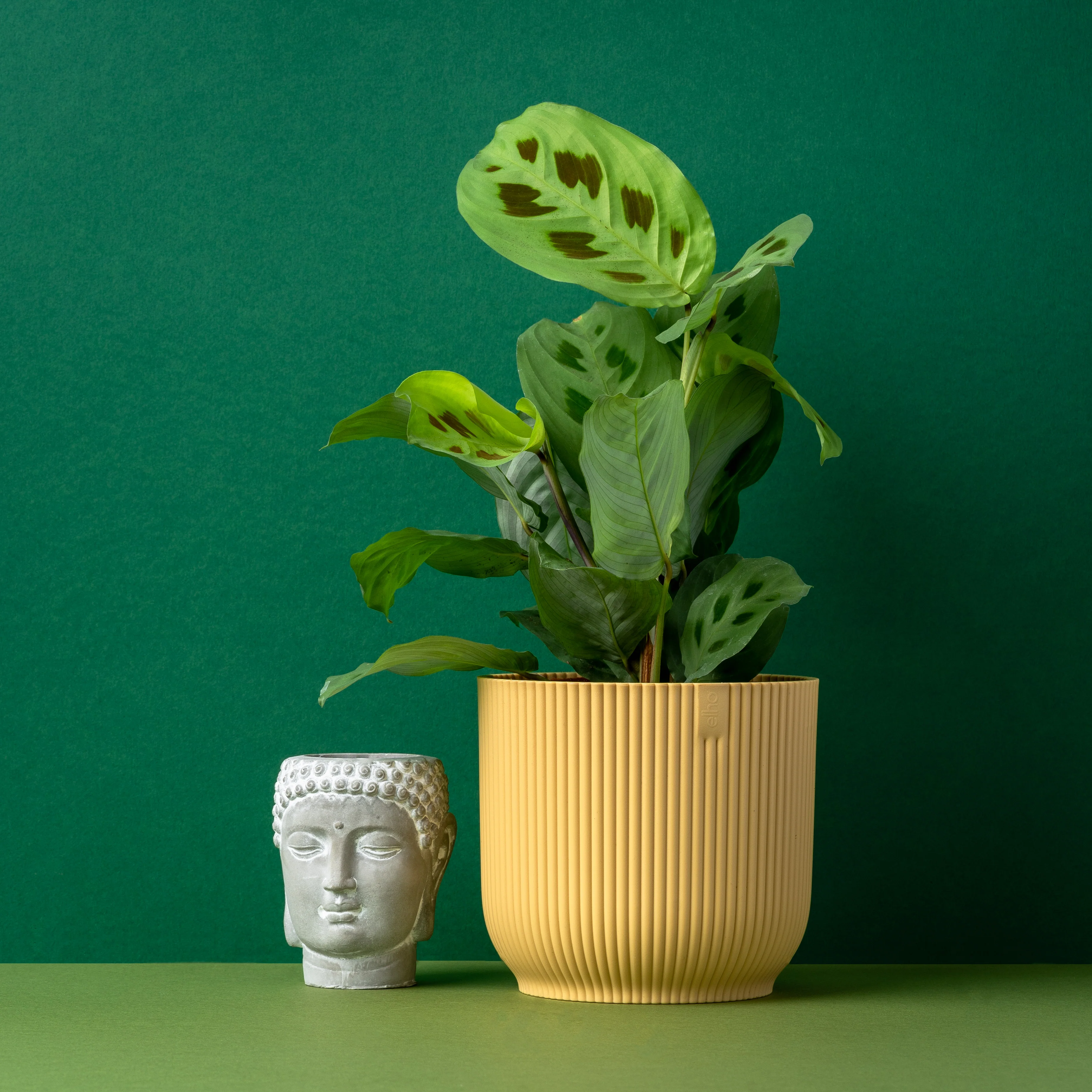 Maranta Leuconeura var Kerchoveana | Prayer Plant