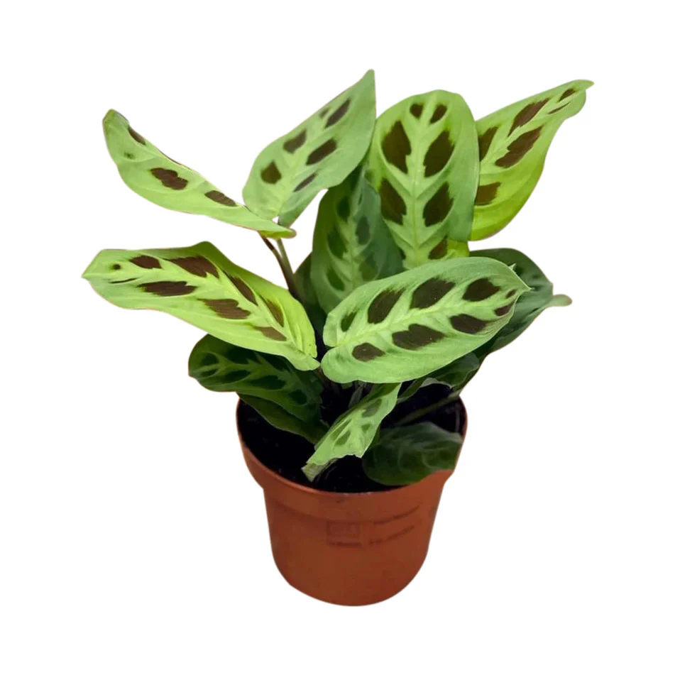 Maranta Leuconeura var Kerchoveana | Prayer Plant - Image 2