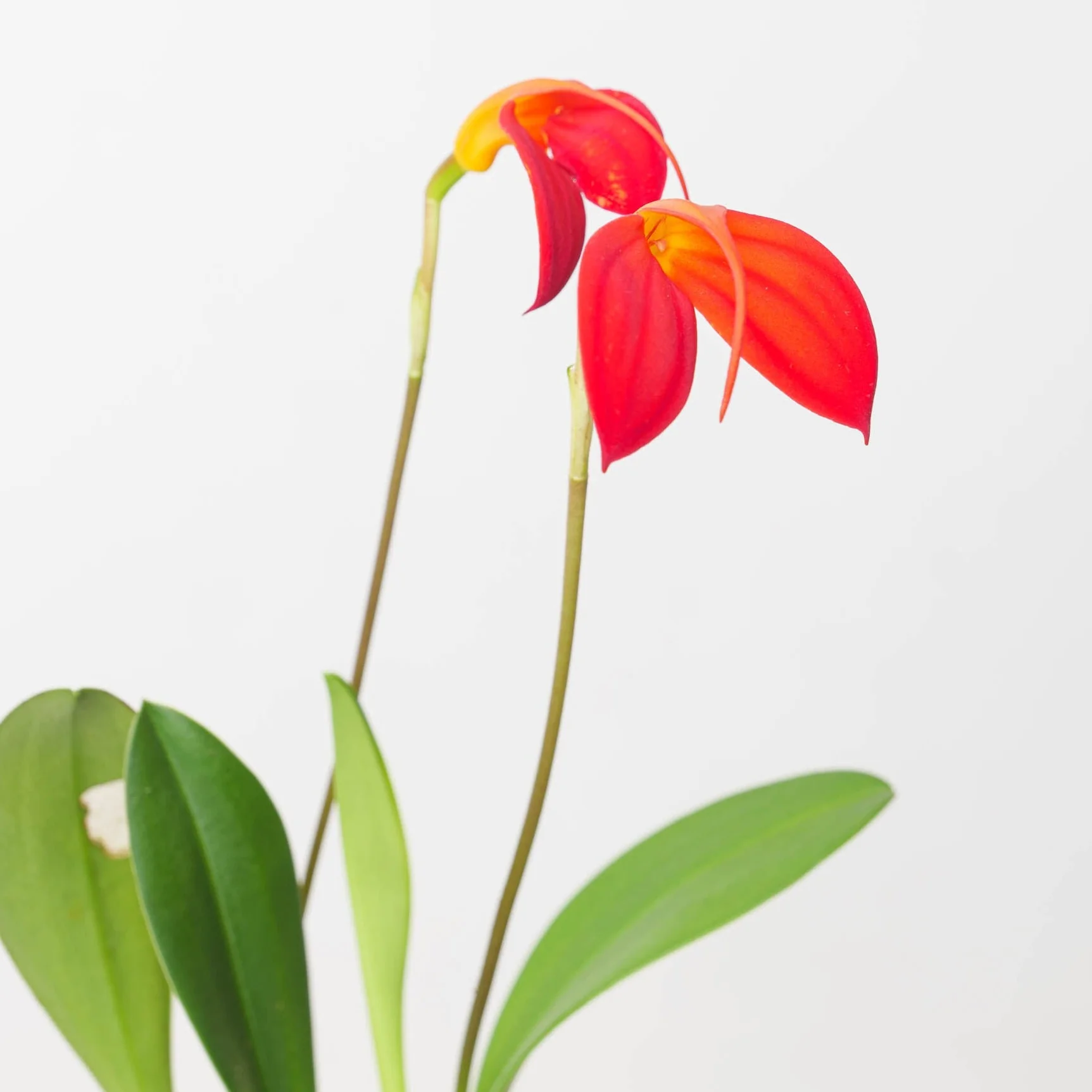 Masdevallia Ignea
