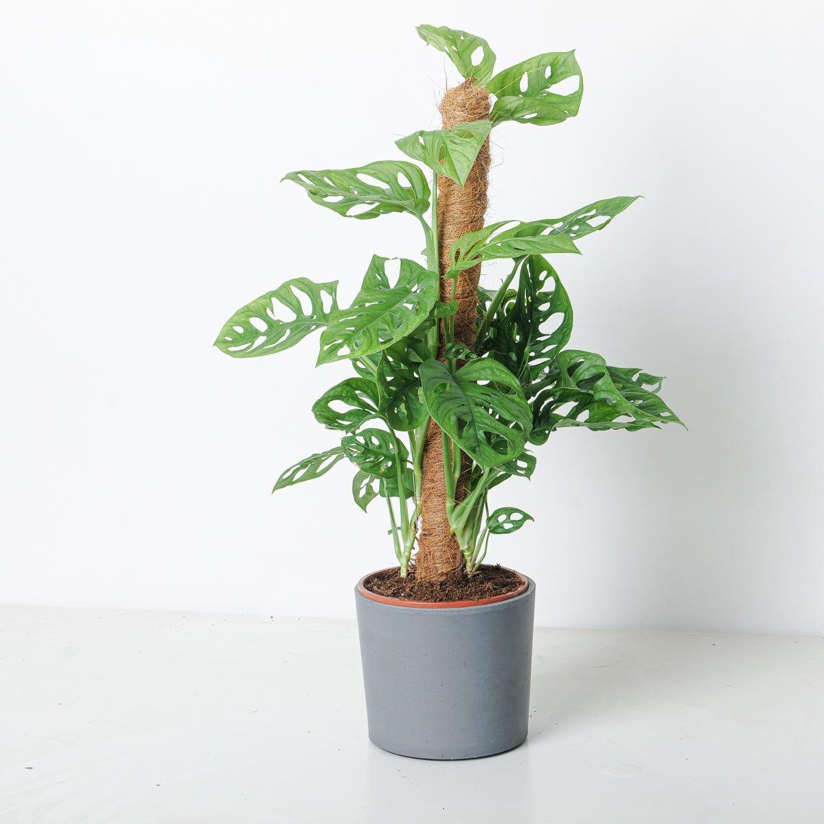 Monstera Adansonii | Monkey Mask