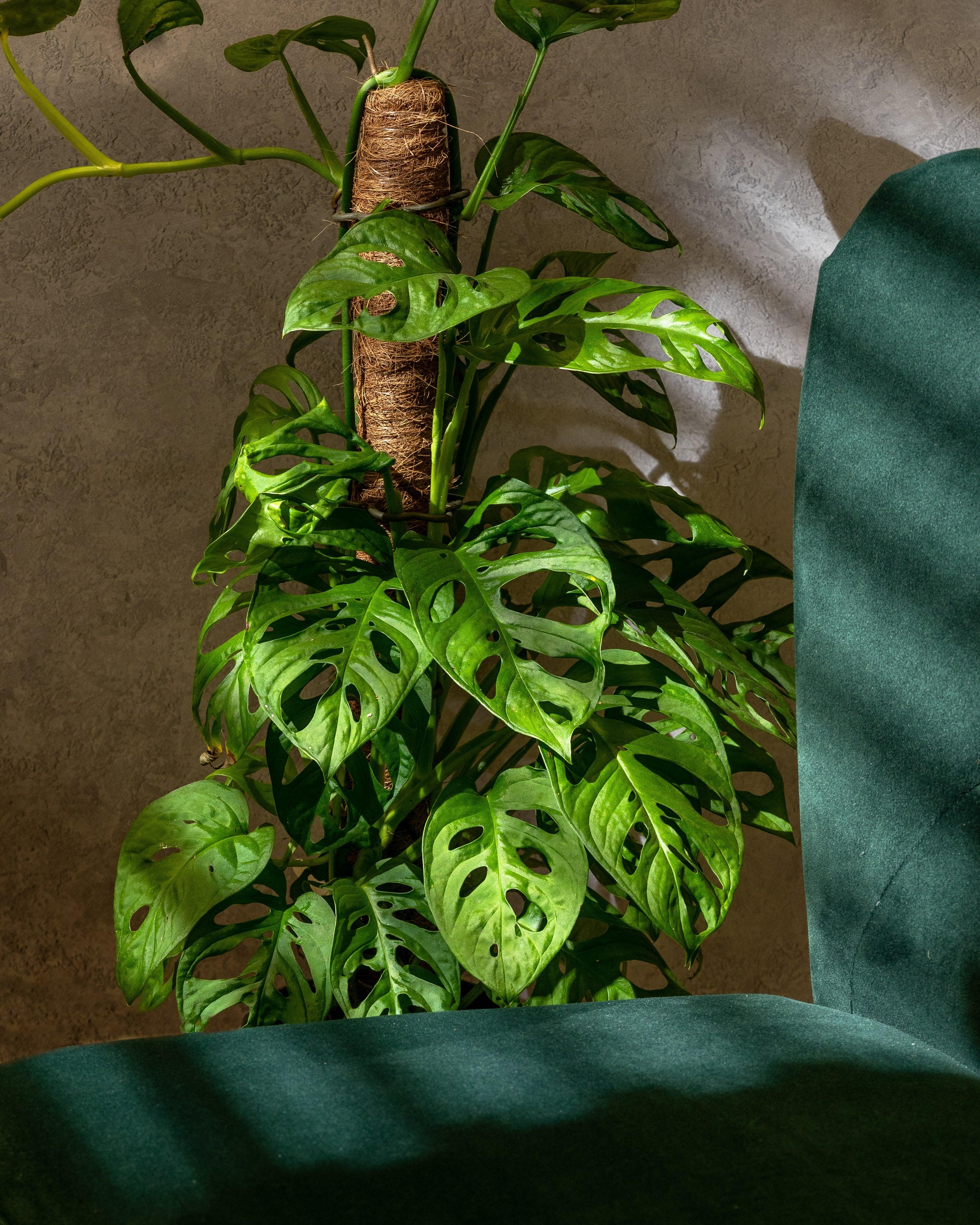 Monstera Adansonii | Monkey Mask - Image 6