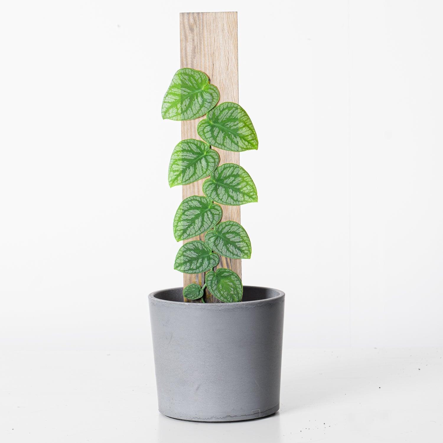 Monstera Dubia - Image 2