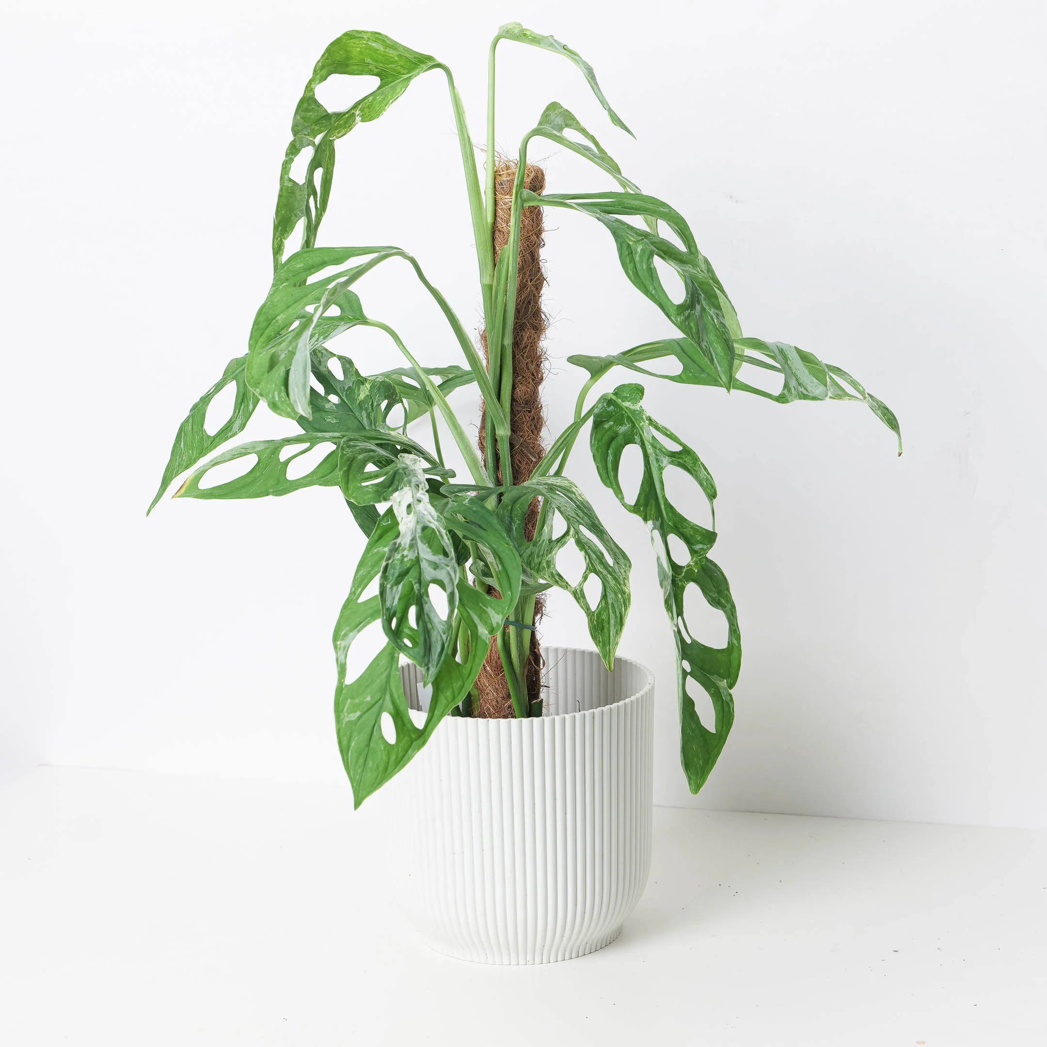Monstera 'Indo Marble' | Janda Bolong Variegated