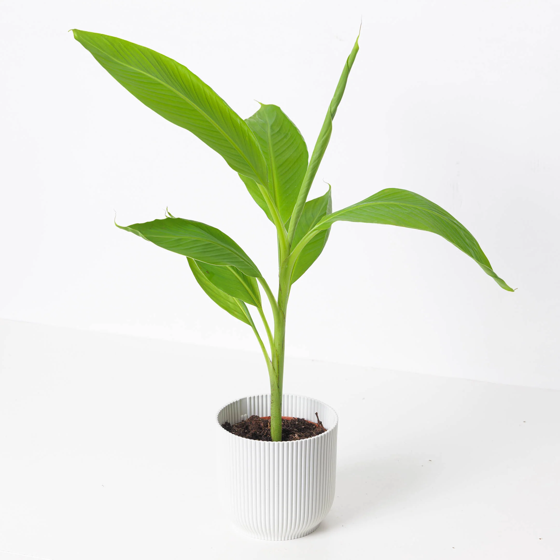Musa Siam Ruby |  Banana Plant