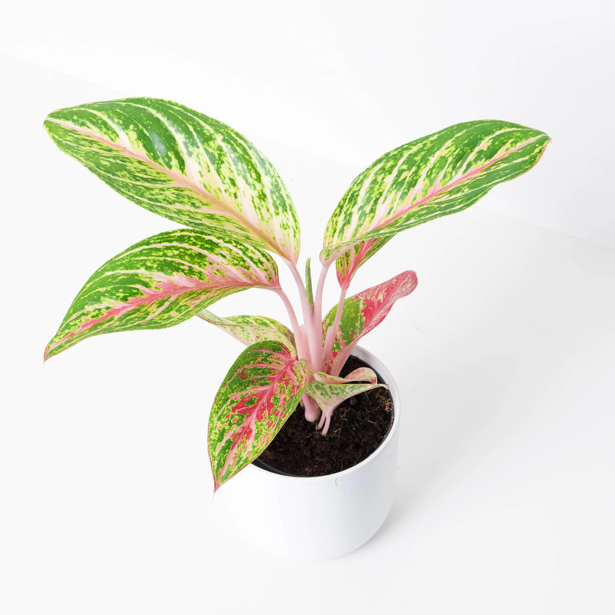 Aglaonema Bundle - Image 3
