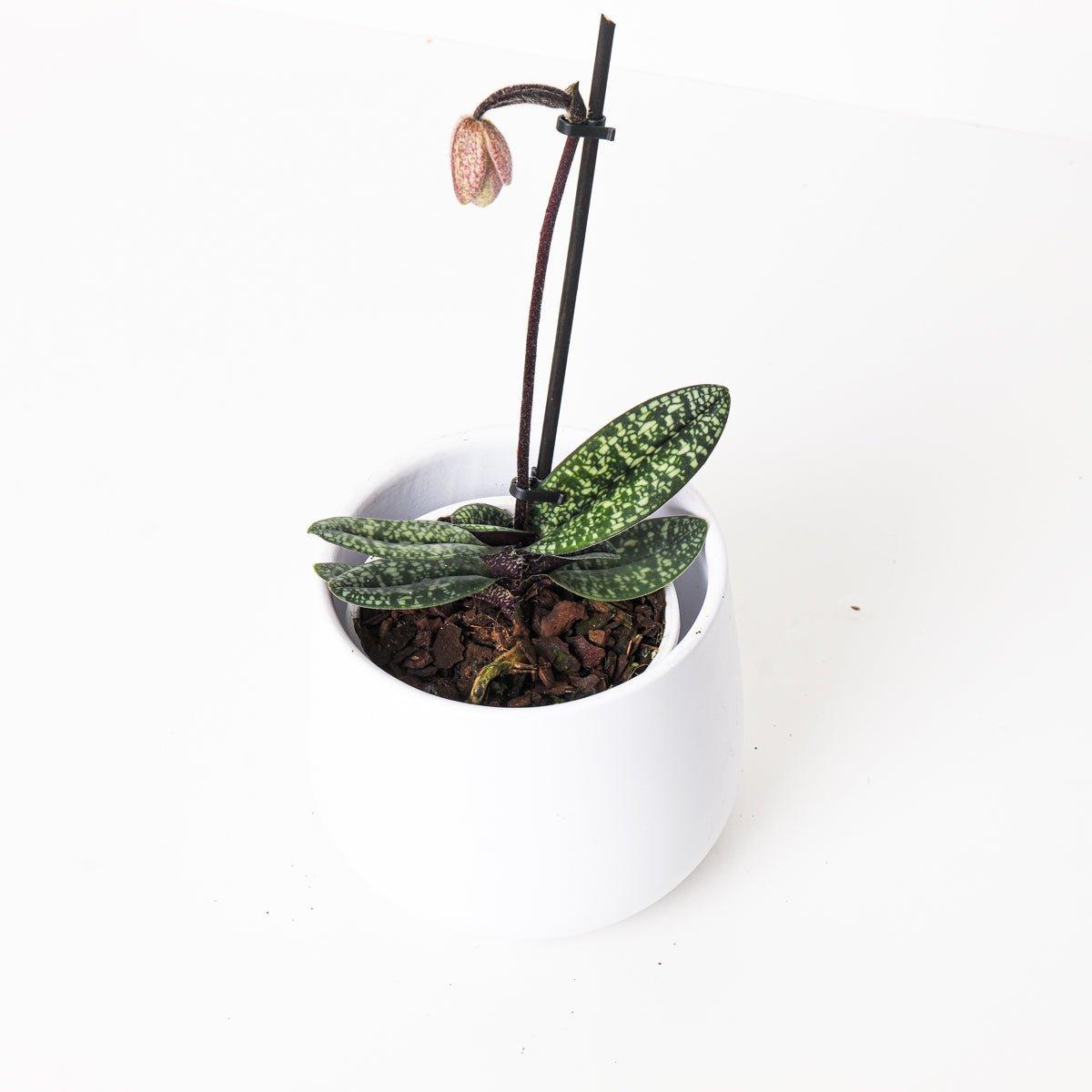 Paphiopedilum delenatii