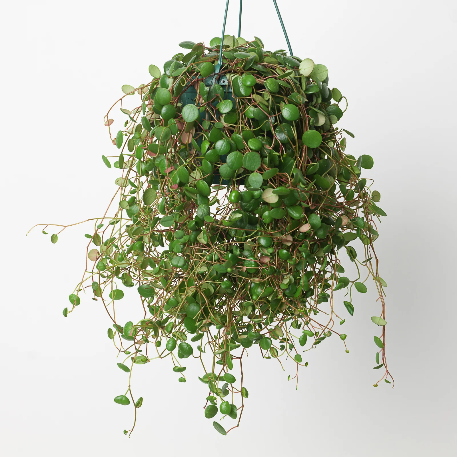 Peperomia Pepperspot