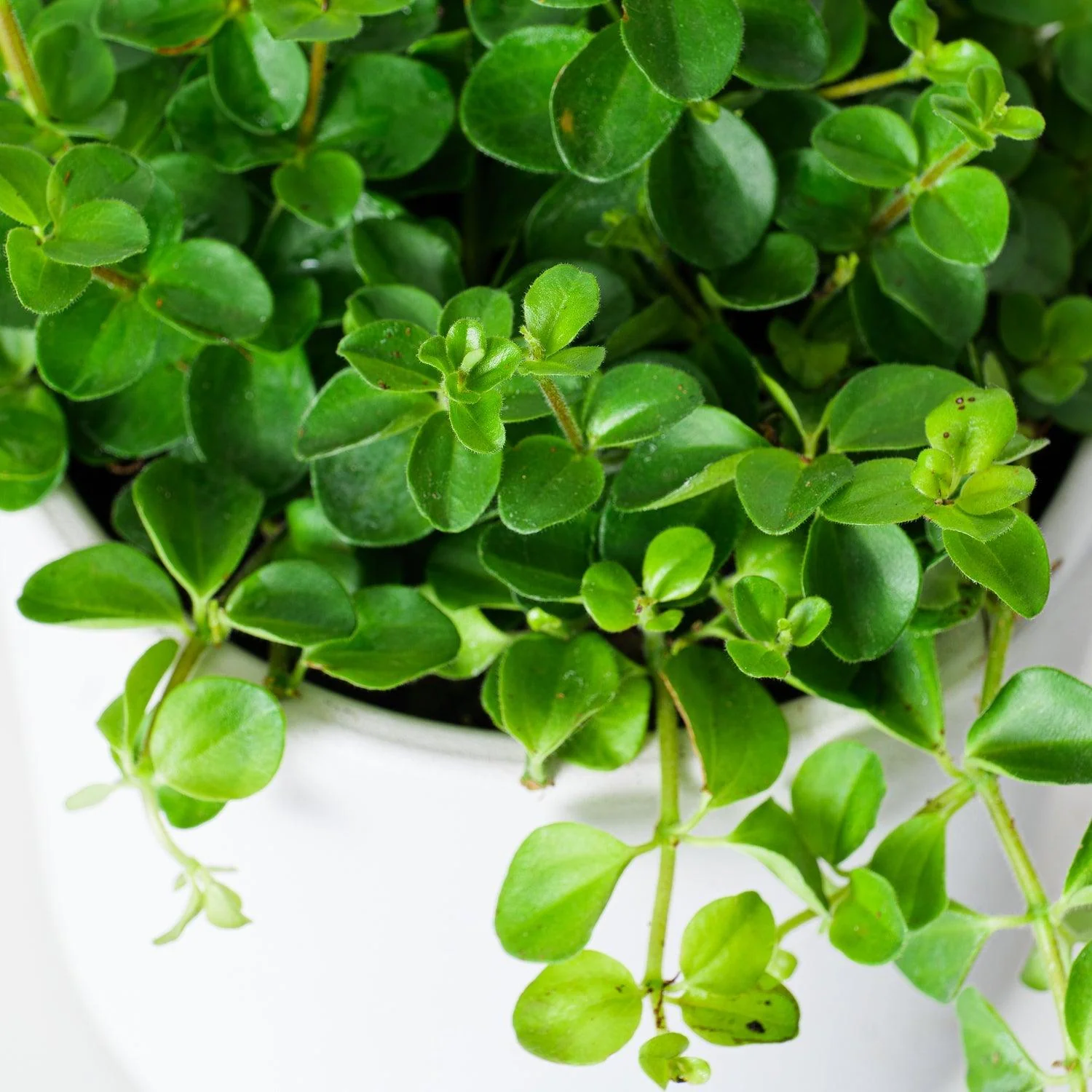 Peperomia Rotundifolia - Image 2