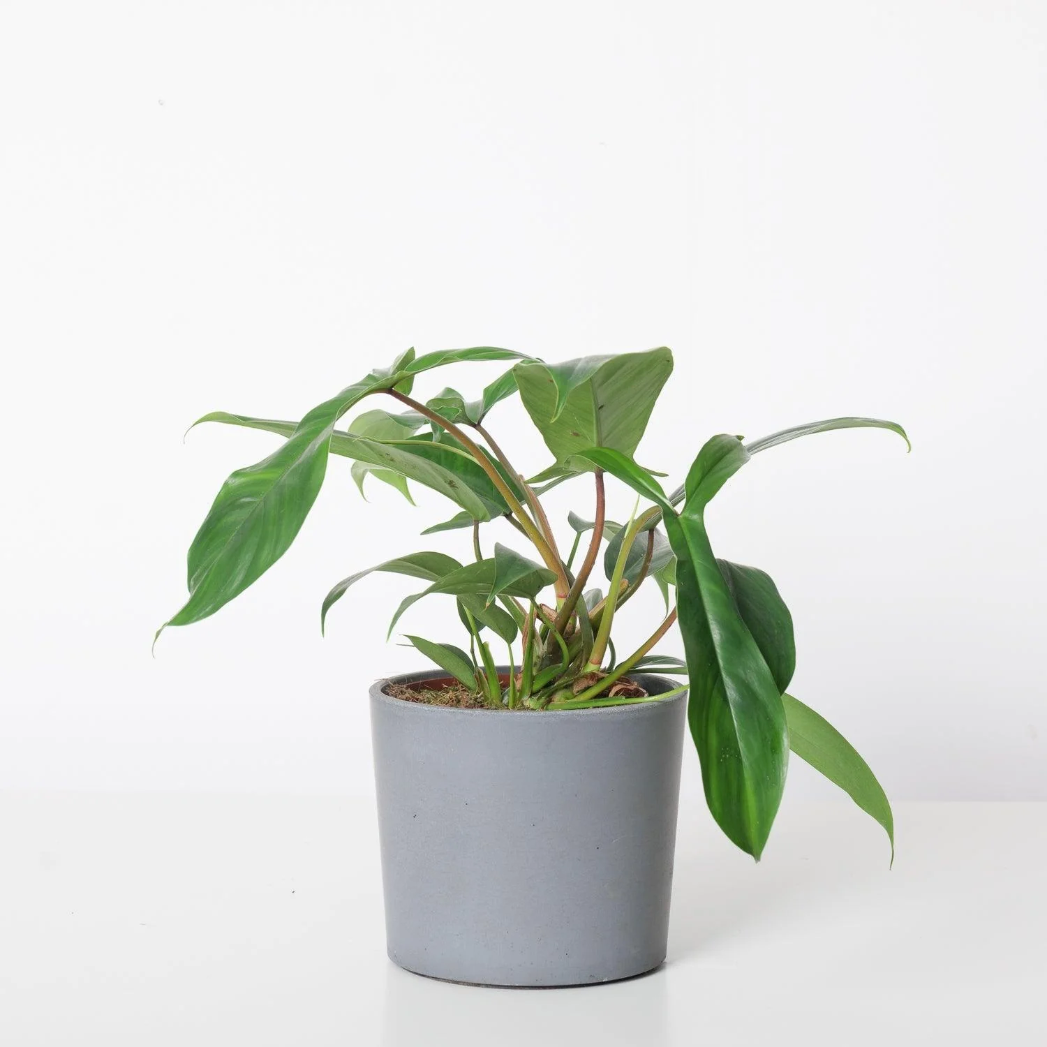 Philodendron 69686