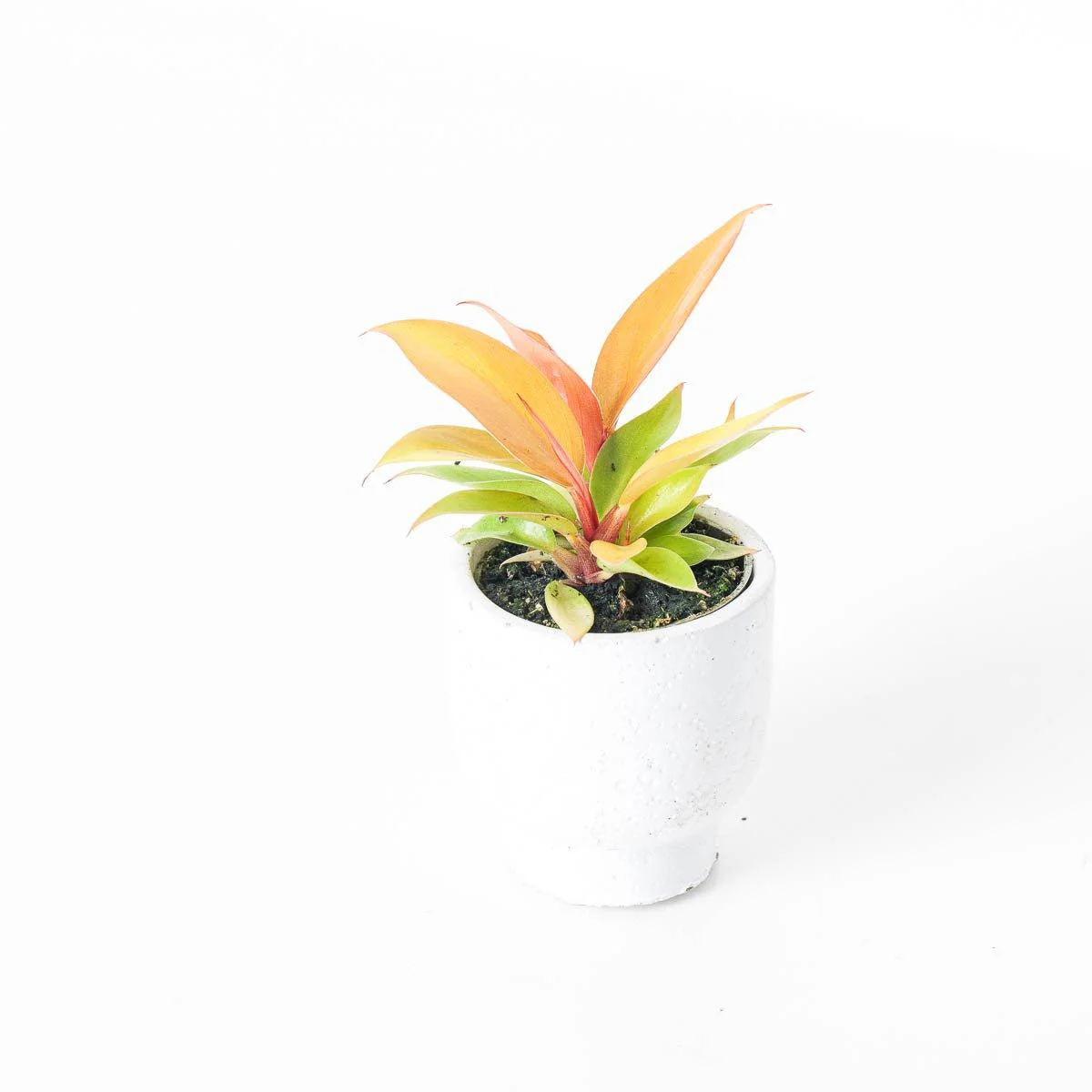 Philodendron Baby Bundle - Image 4
