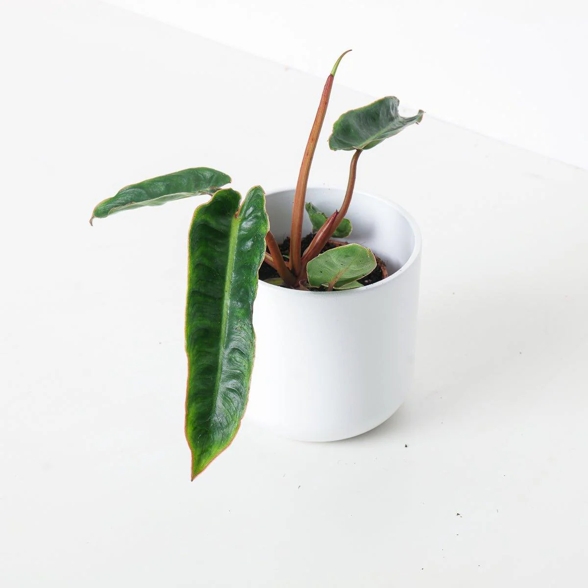 Philodendron Billietiae